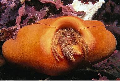 任天堂更新隐私政策声明 Switch2或将录制玩家语音聊天内容